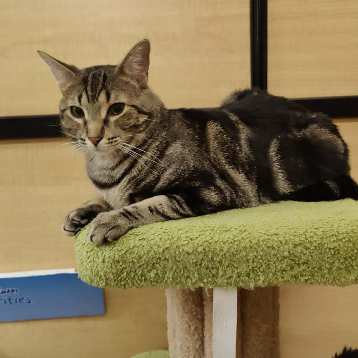 Buckeye Bob, adopted, Adult Male Tabby.