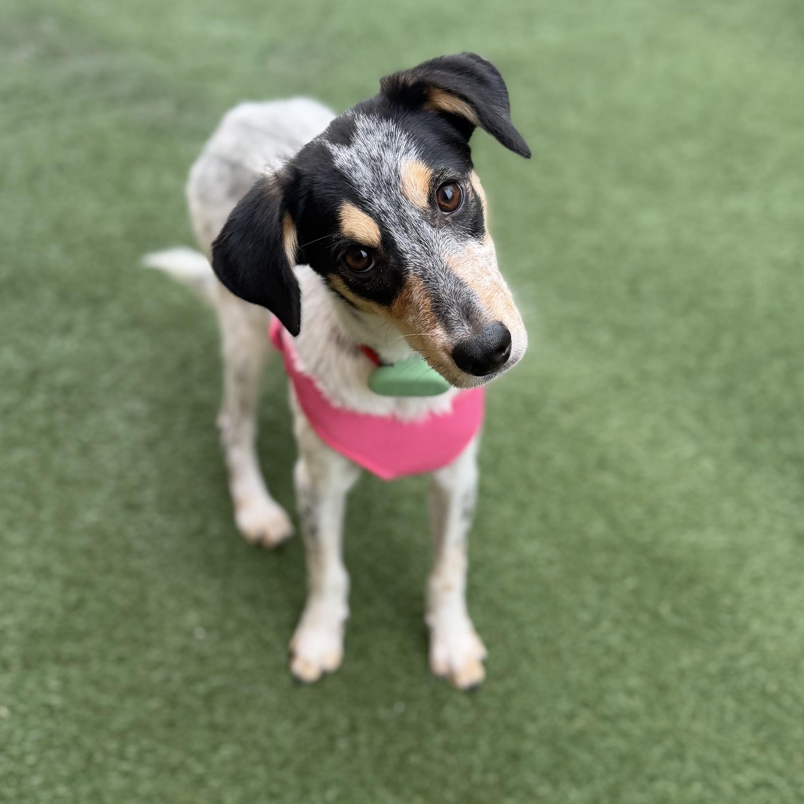 Gorgonzola, Adoptable, Young Female Mixed Breed.
