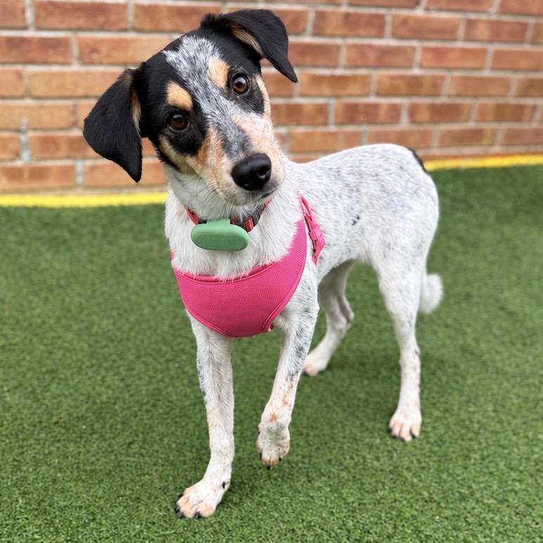 Enlarge Gorgonzola, a Adoptable mixed breed in Schaumburg, IL image 2/2