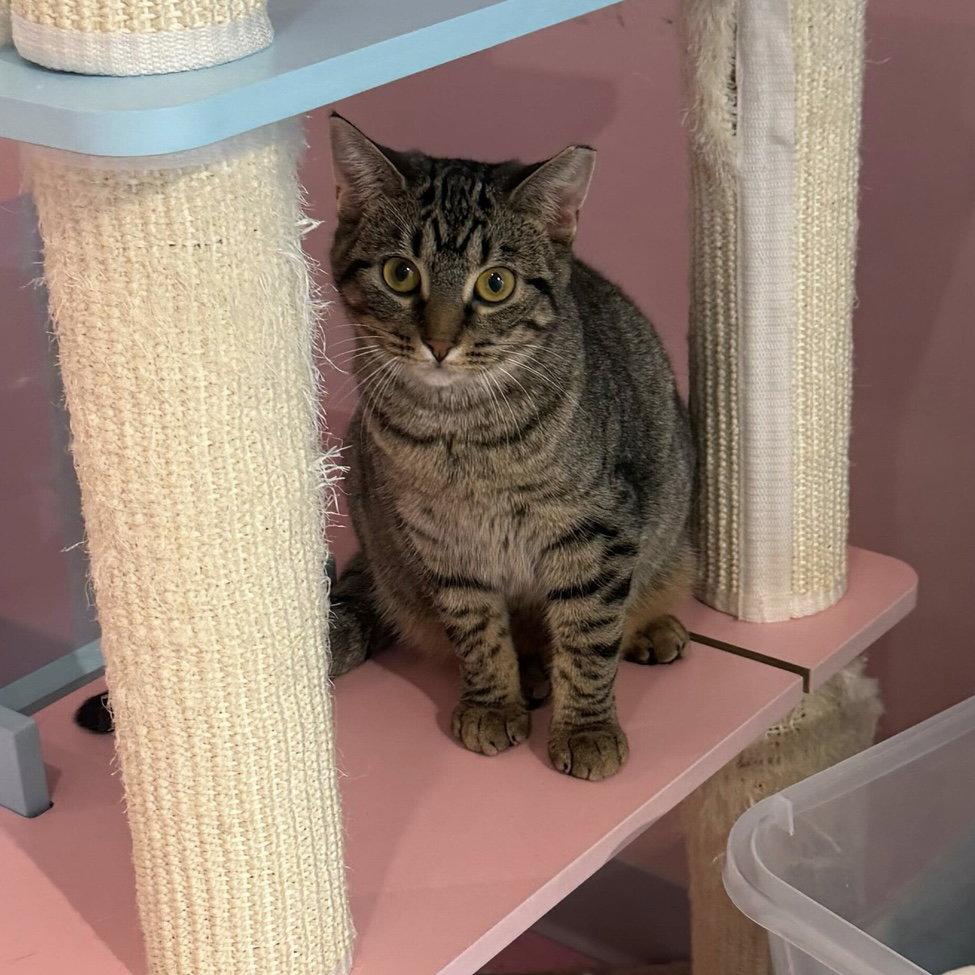 Enlarge Petunia (bonded to Avery) - KBC, a Adopted mixed breed in Dublin, OH image 1/3