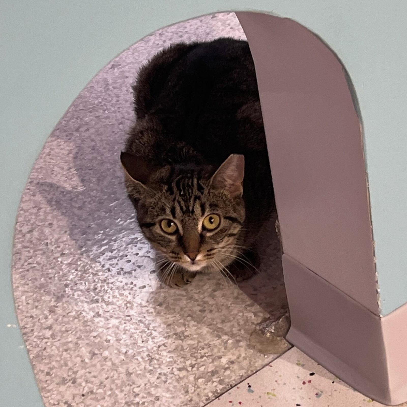 Enlarge Petunia (bonded to Avery) - KBC, a Adopted mixed breed in Dublin, OH image 2/3