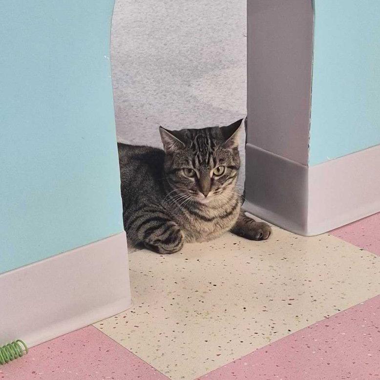 Enlarge Petunia (bonded to Avery) - KBC, a Adopted mixed breed in Dublin, OH image 3/3