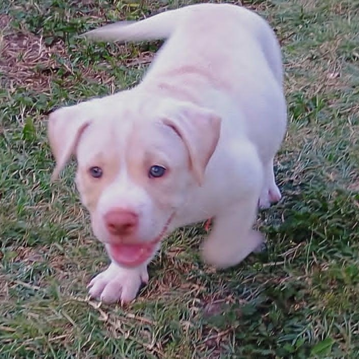 Enlarge Waffles, a ADOPTABLE mixed breed in Niskayuna, NY image 2/6
