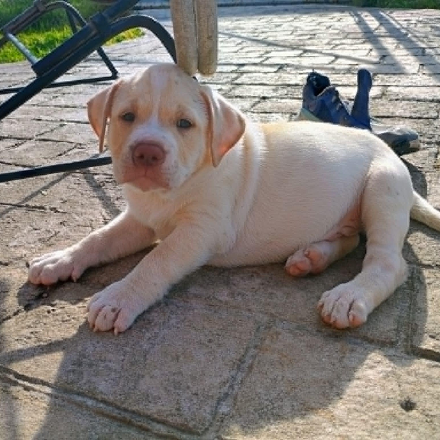 Enlarge Waffles, a ADOPTABLE mixed breed in Niskayuna, NY image 1/6