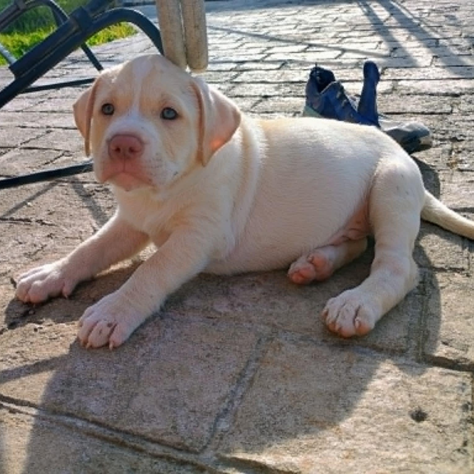 Enlarge Waffles, a ADOPTABLE mixed breed in Niskayuna, NY image 6/6