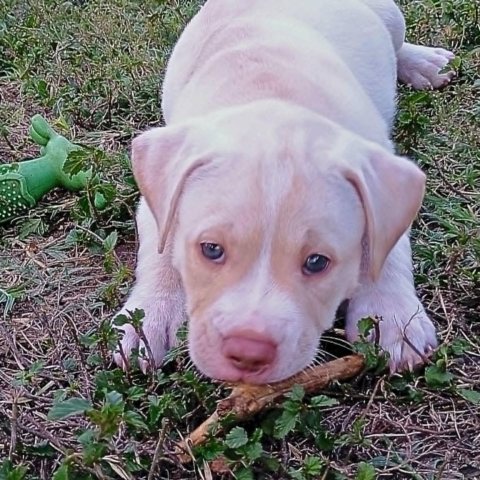 Enlarge Waffles, a ADOPTABLE mixed breed in Niskayuna, NY image 5/6