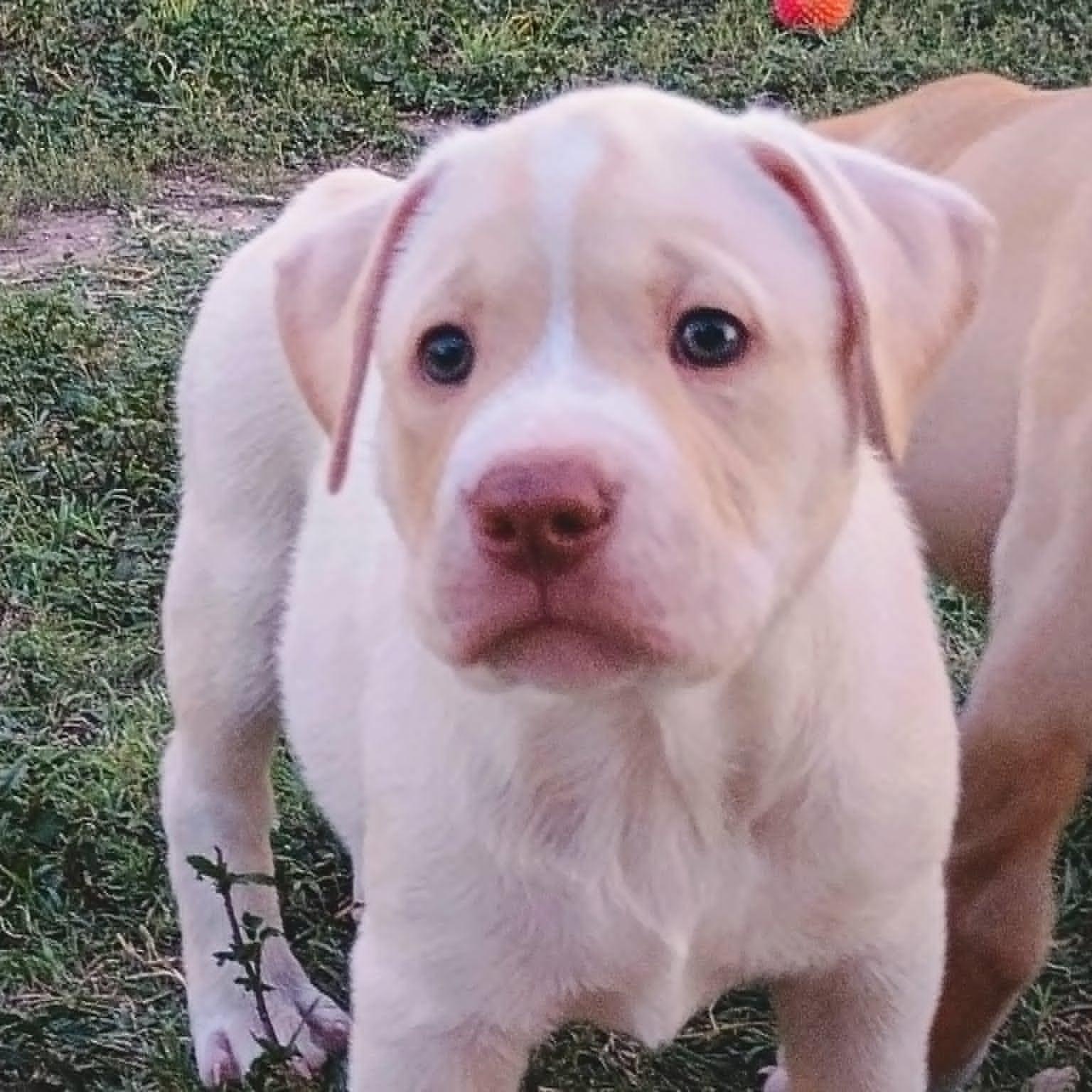 Enlarge Waffles, a ADOPTABLE mixed breed in Niskayuna, NY image 3/6