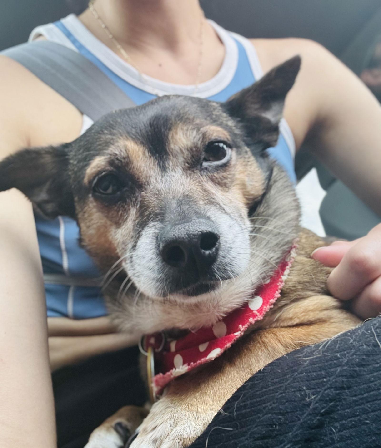 Arty, Adoptable, Senior Female Dachshund.