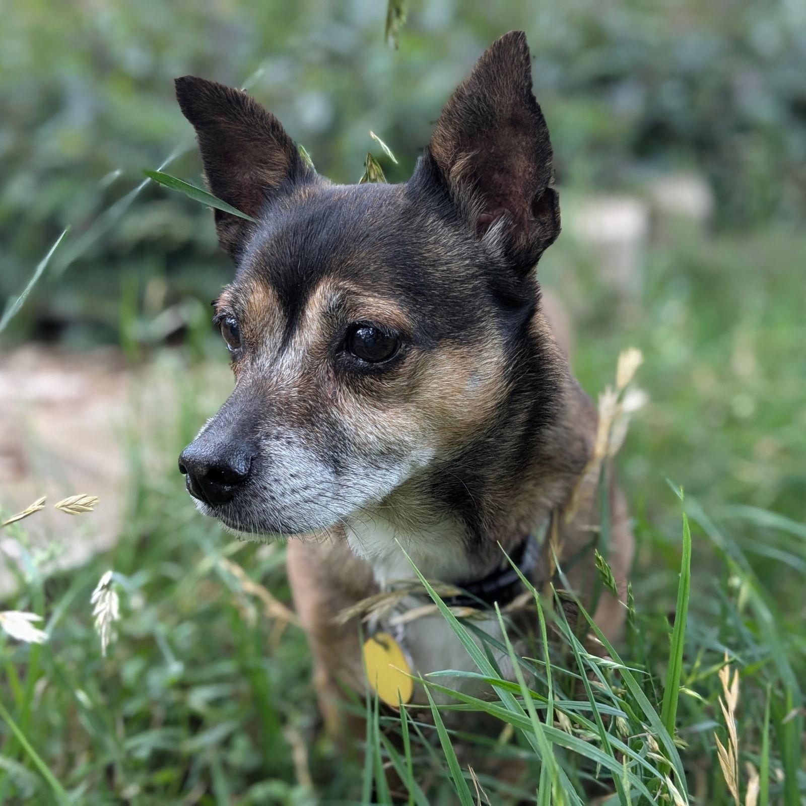 Enlarge Arty, a Adoptable Dachshund in Austin, TX image 1/3