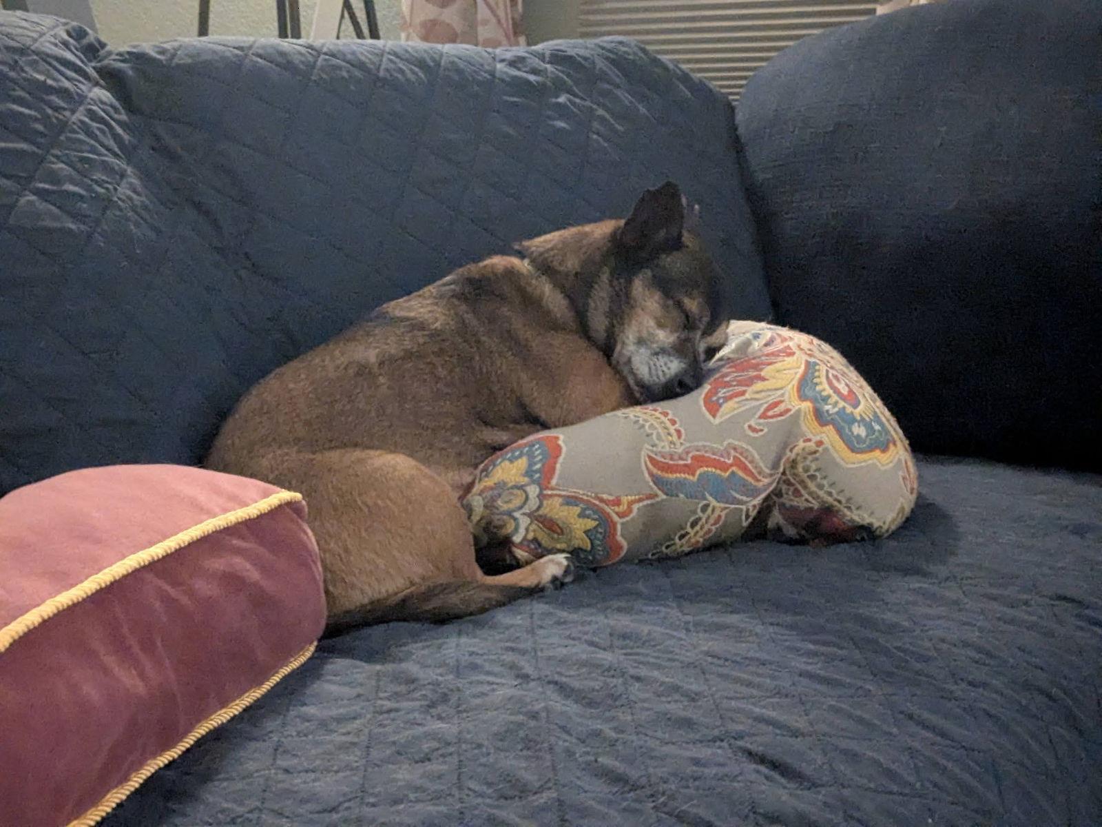 Enlarge Arty, a Adoptable Dachshund in Austin, TX image 2/3