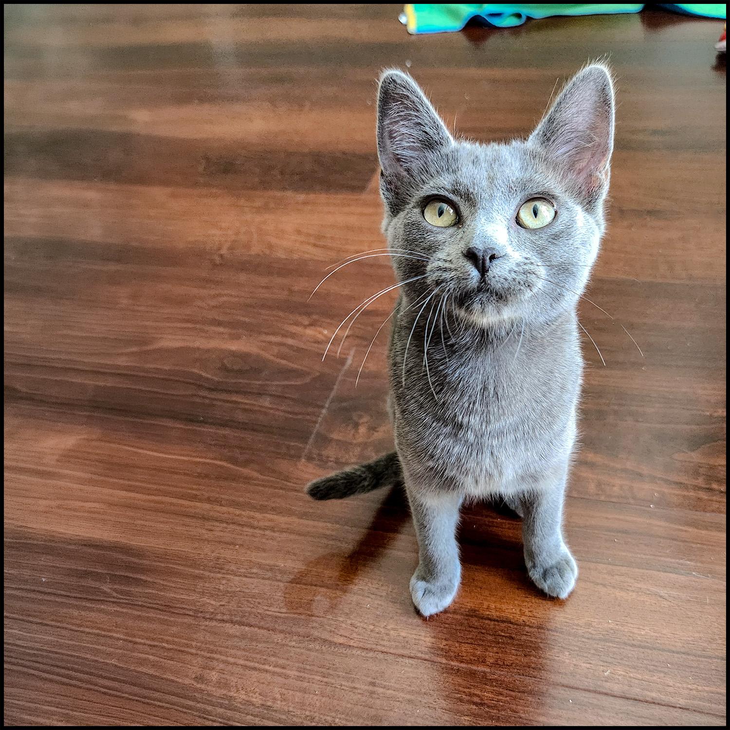 Enlarge Lulu, an adopted mixed breed in Roswell, GA image 2/3