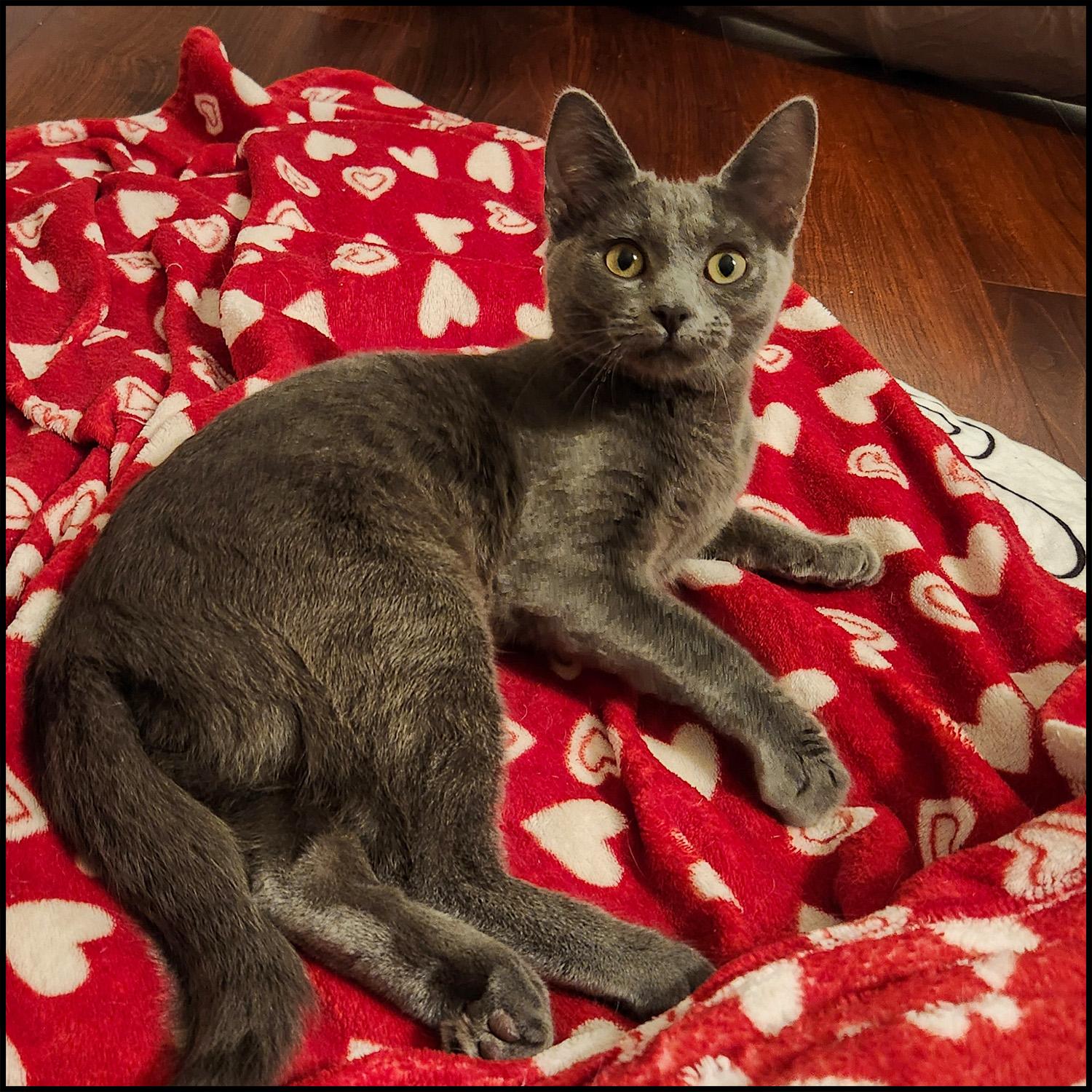 Lulu, adopted, Young Female Domestic Short Hair.