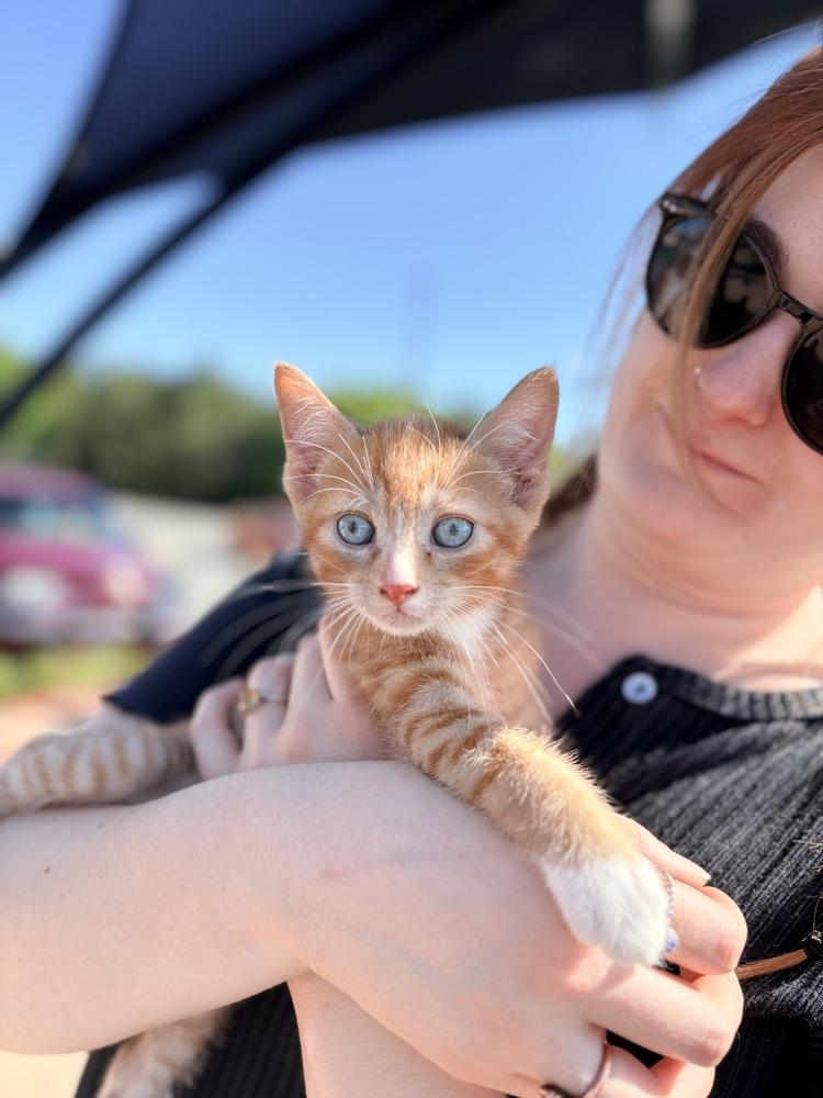 Rufio, a Adoptable Domestic Short Hair in Lake Wylie, SC image 2/2
