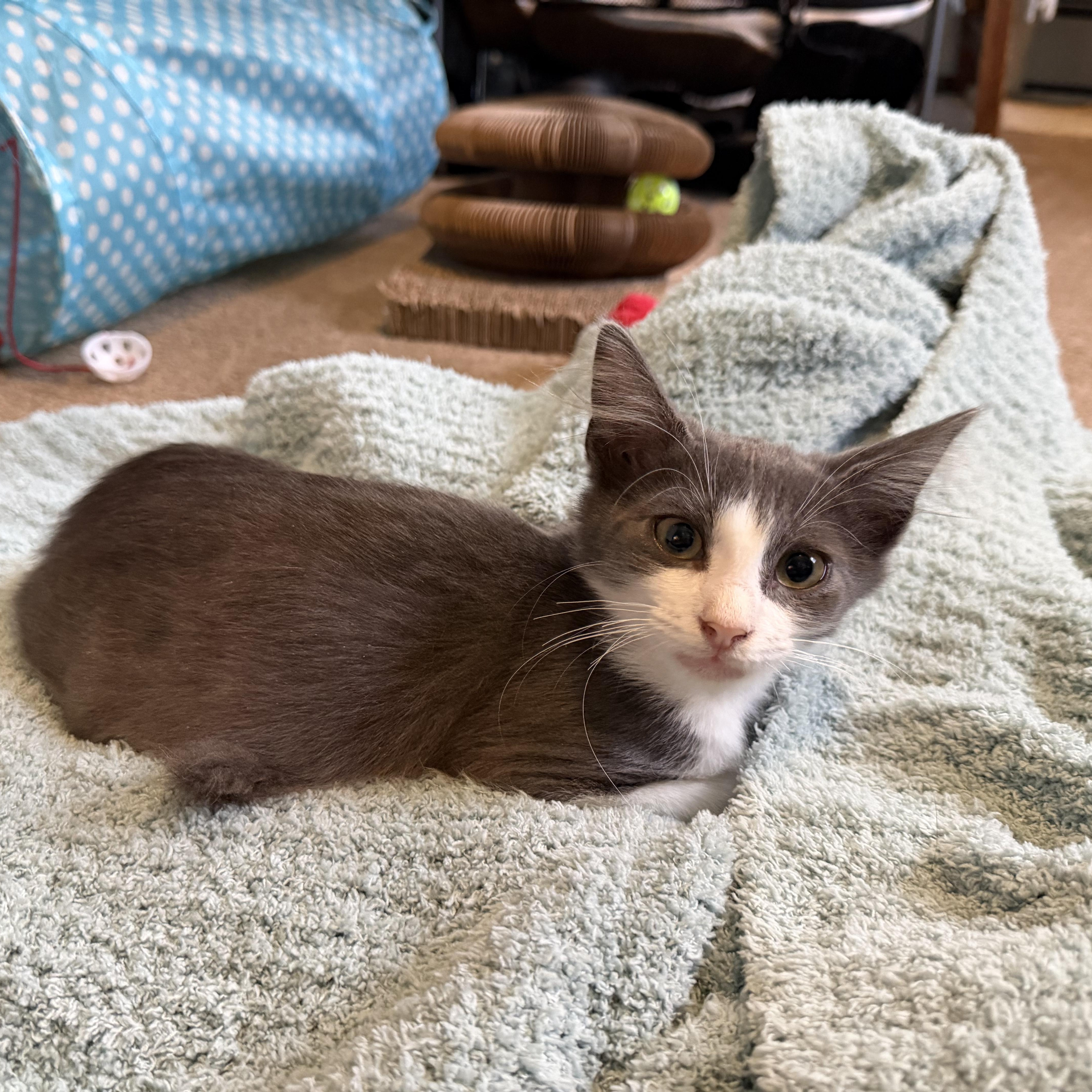 Enlarge Circe, an adopted Domestic Medium Hair in Lindenhurst, NY image 5/5