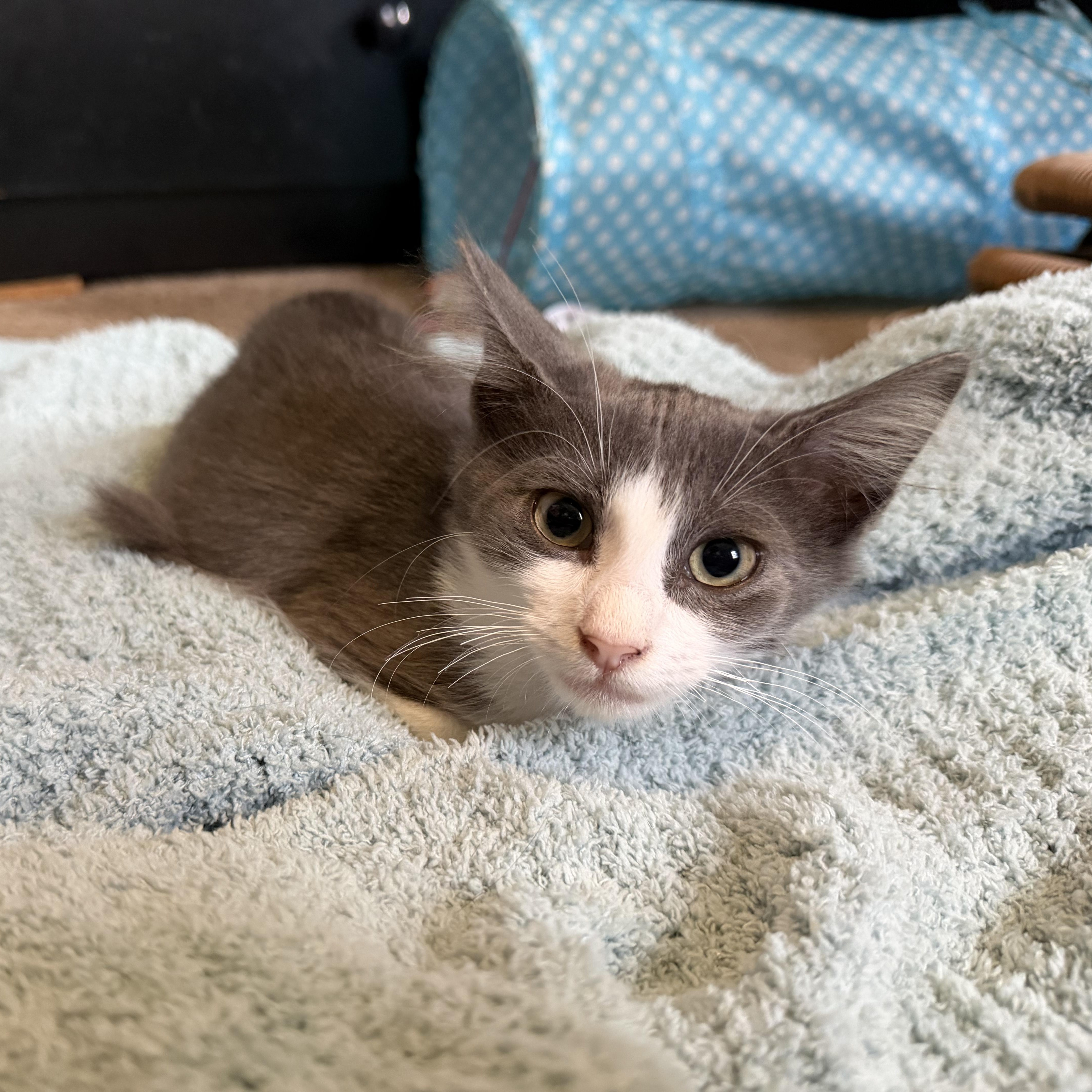 Circe, adopted, Kitten Female Domestic Medium Hair.