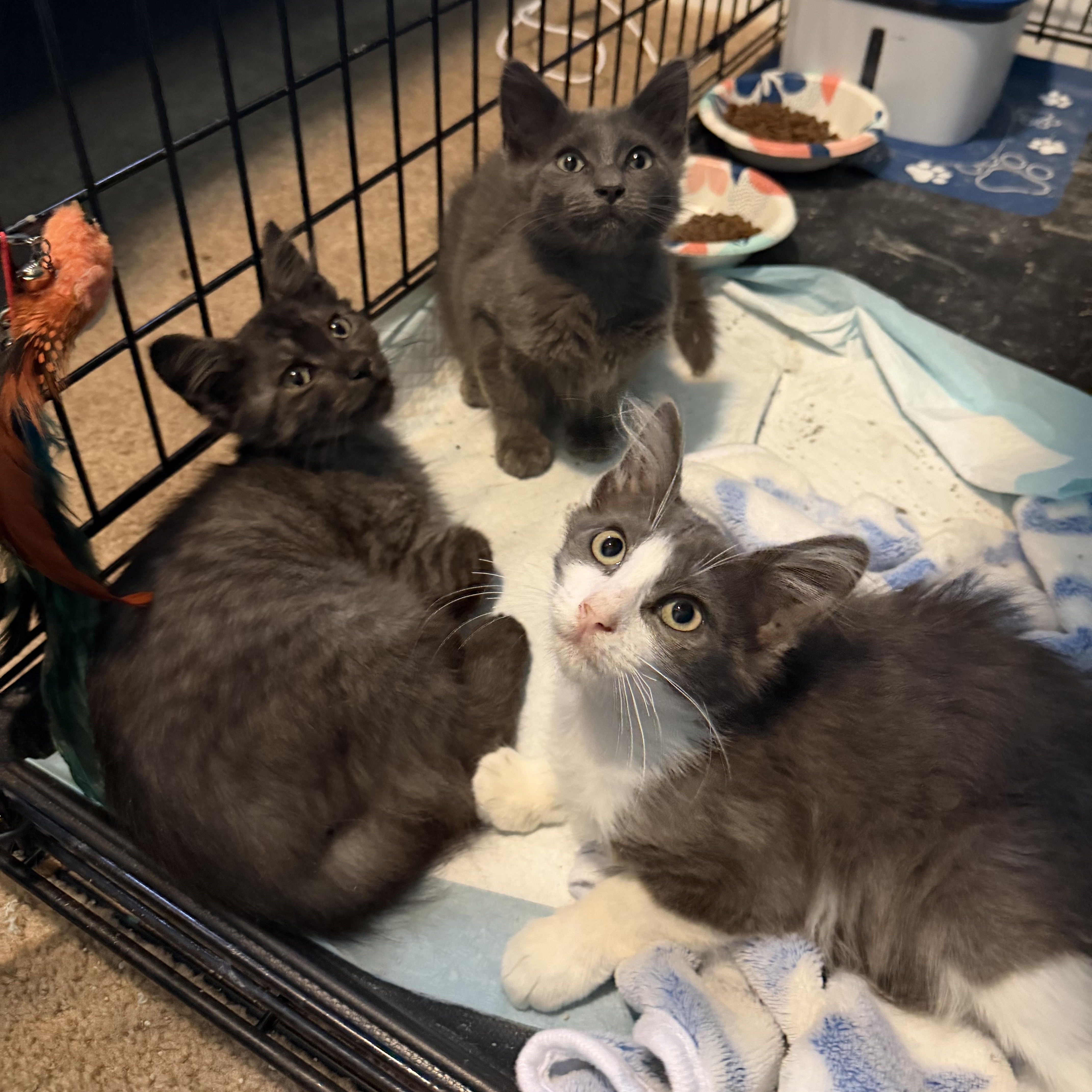 Enlarge Circe, an adopted Domestic Medium Hair in Lindenhurst, NY image 3/5