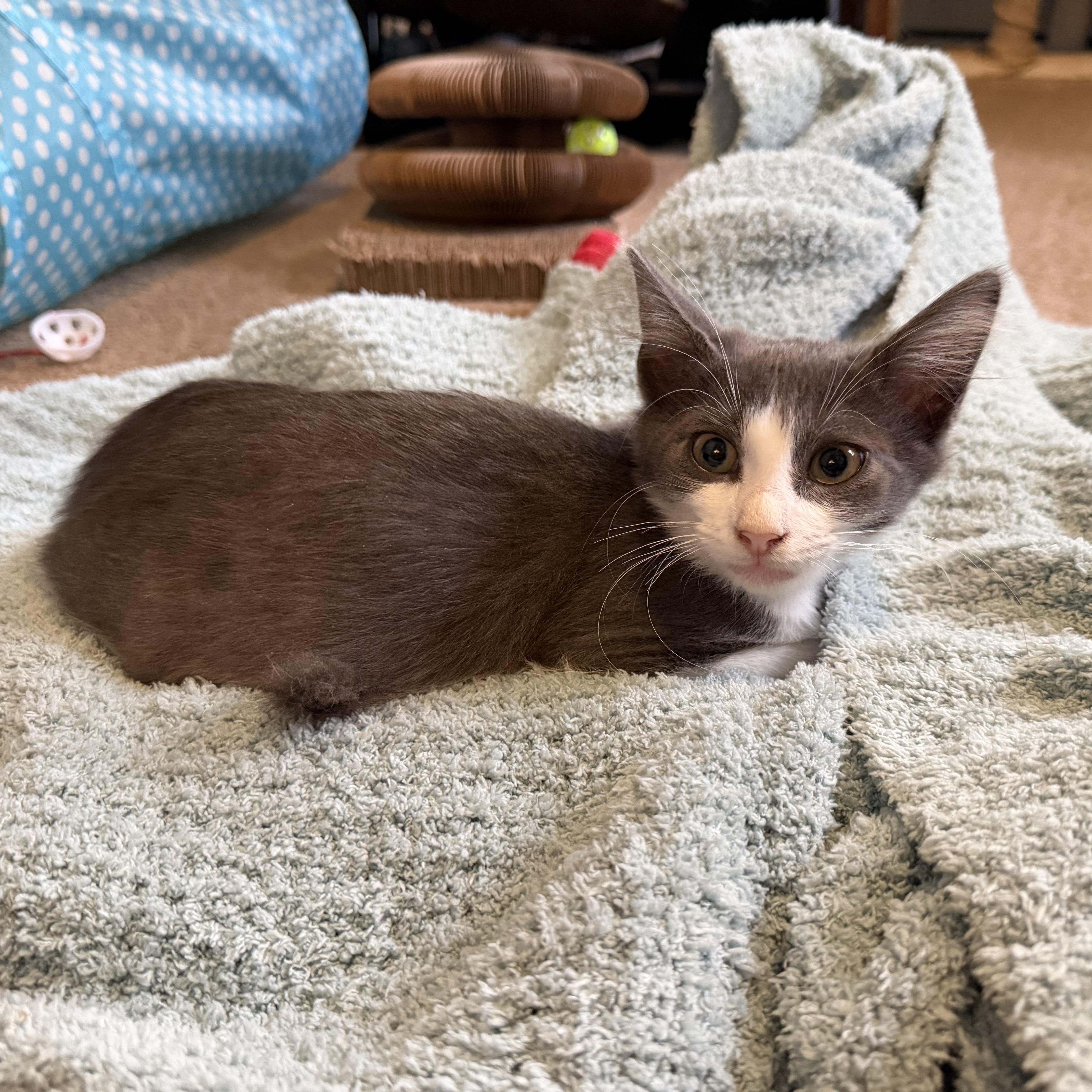Enlarge Circe, an adopted Domestic Medium Hair in Lindenhurst, NY image 2/5