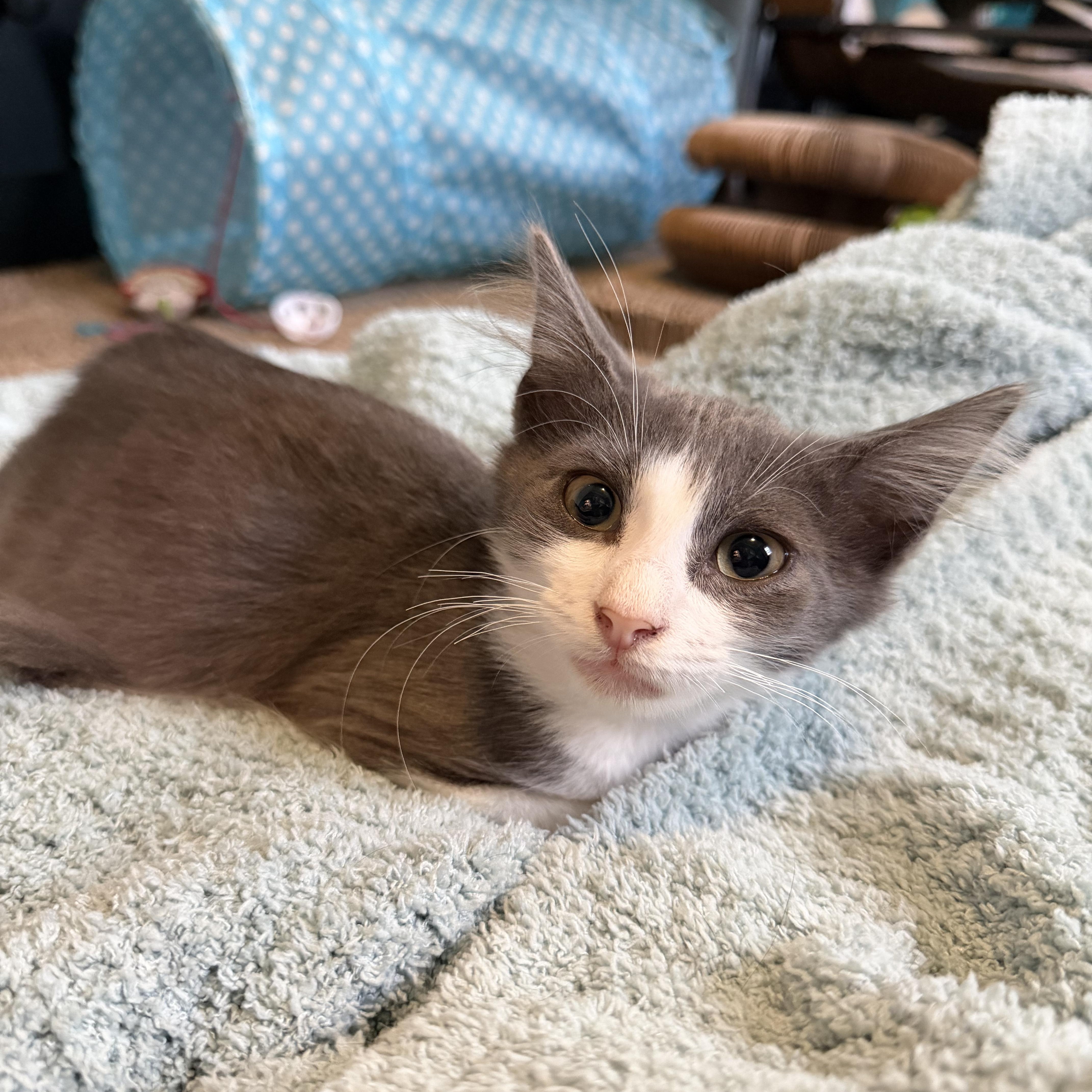 Enlarge Circe, an adopted Domestic Medium Hair in Lindenhurst, NY image 4/5