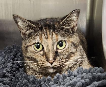 Enlarge Lizzy, a Adoptable mixed breed in Hobart, IN image 1/3