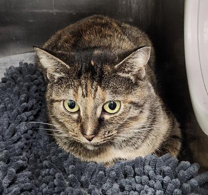 Enlarge Lizzy, a Adoptable mixed breed in Hobart, IN image 2/3