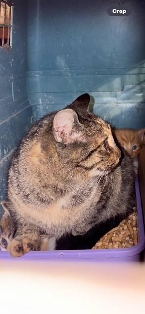 Lizzy, Adoptable, Adult Female Domestic Short Hair & Domestic Short Hair.