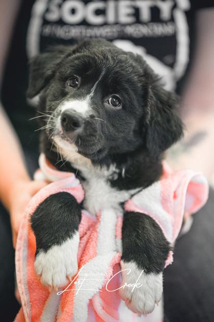 Enlarge Fran, a Adoptable mixed breed in Kalispell, MT image 1/3