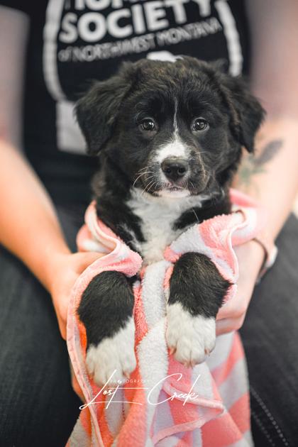 Enlarge Fran, a Adoptable mixed breed in Kalispell, MT image 2/3