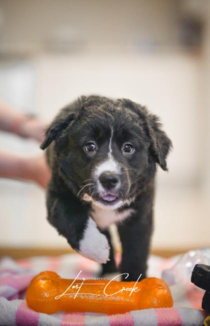 Enlarge Fran, a Adoptable mixed breed in Kalispell, MT image 3/3