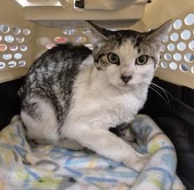 Enlarge Clove - Feral Barn Cat, a Adoptable Domestic Short Hair in Butte, MT image 1/1