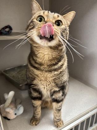 Enlarge Zimba - Office Cat, a Adoptable mixed breed in East Brookfield, MA image 1/2