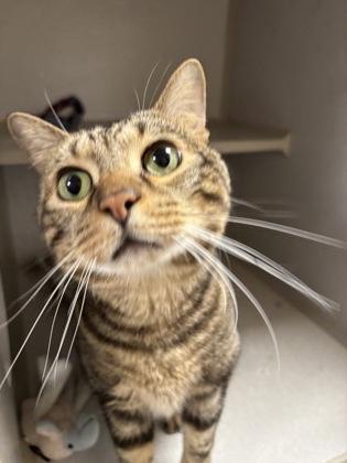 Enlarge Zimba - Office Cat, a Adoptable mixed breed in East Brookfield, MA image 2/2
