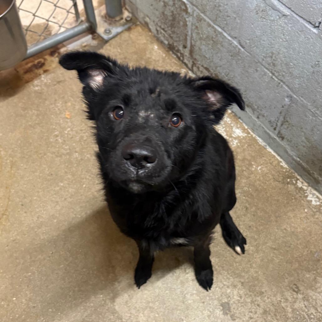 Enlarge Daisy, a ADOPTABLE Mixed Breed in Mullins, SC image 1/1