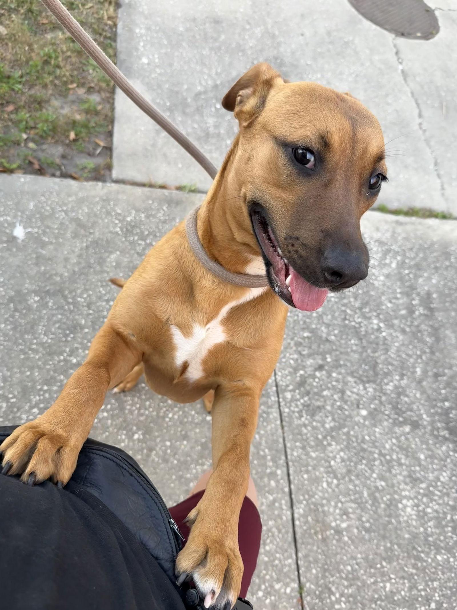 Layla, a Adopted Black Mouth Cur in Sanford, FL image 1/3