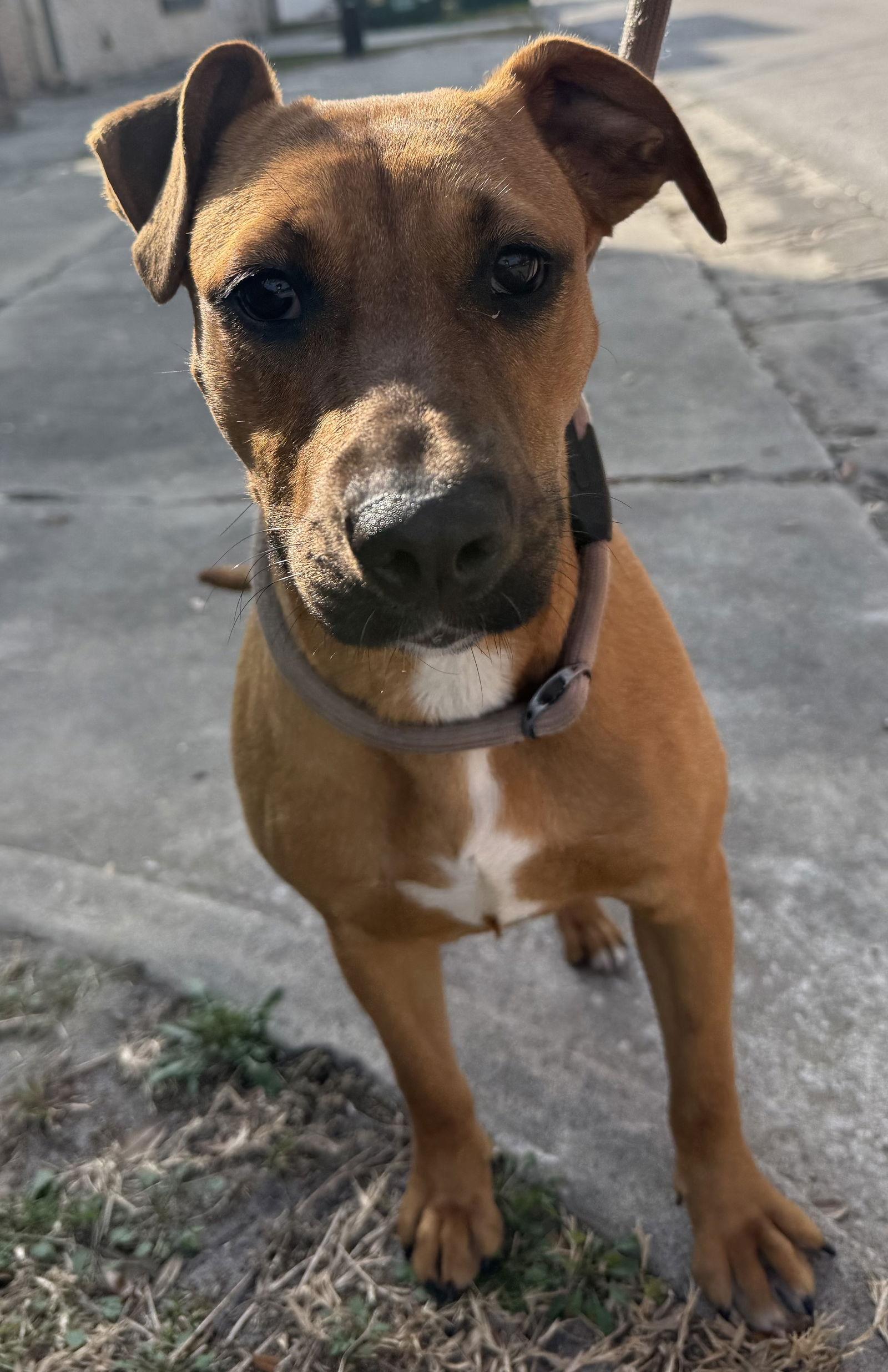Layla, a Adopted Black Mouth Cur in Sanford, FL image 2/3