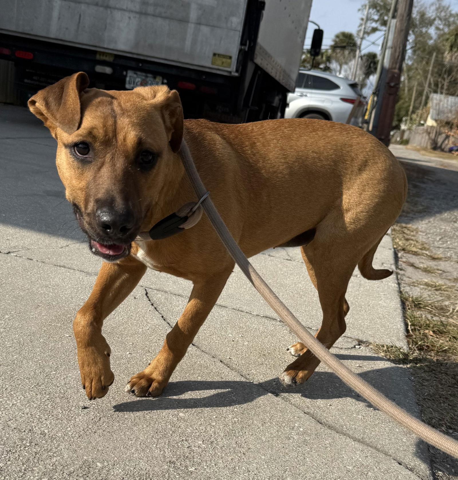 Layla, a Adopted Black Mouth Cur in Sanford, FL image 3/3