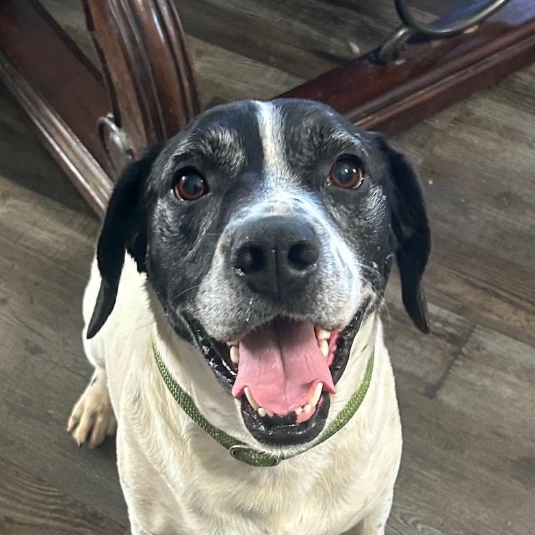 Nugget, Adoptable, Adult Male Labrador Retriever & Boxer.