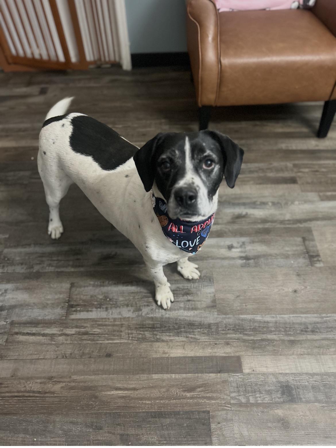 Nugget, a Adoptable mixed breed in Woburn, MA image 3/6