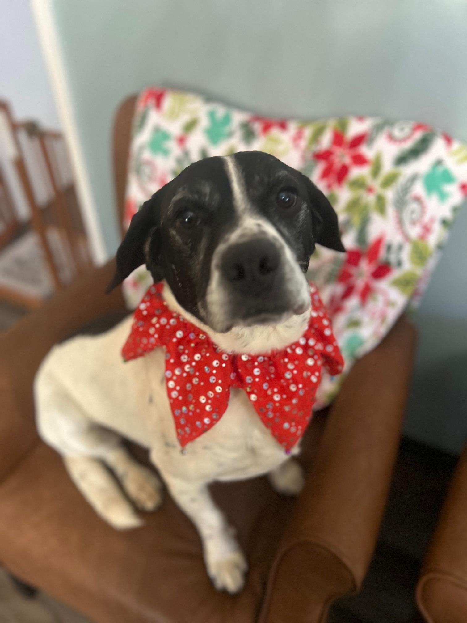 Nugget, a Adoptable mixed breed in Woburn, MA image 2/6