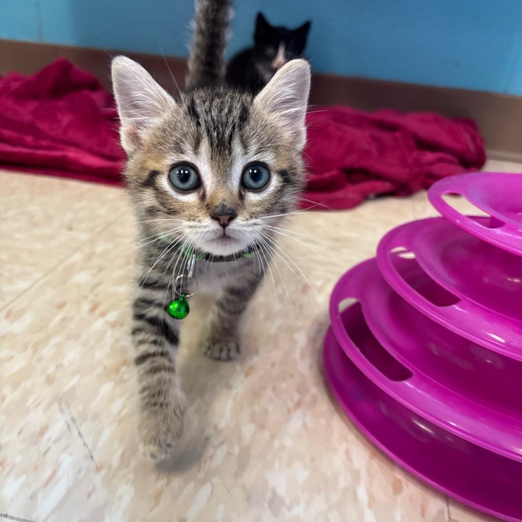 Rico Suave, Adoptable, Kitten Male Domestic Short Hair.