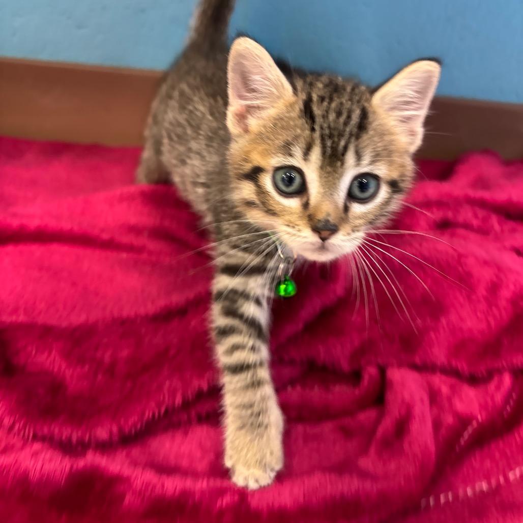 Enlarge Rico Suave, a Adoptable Domestic Short Hair in Roxboro, NC image 2/5