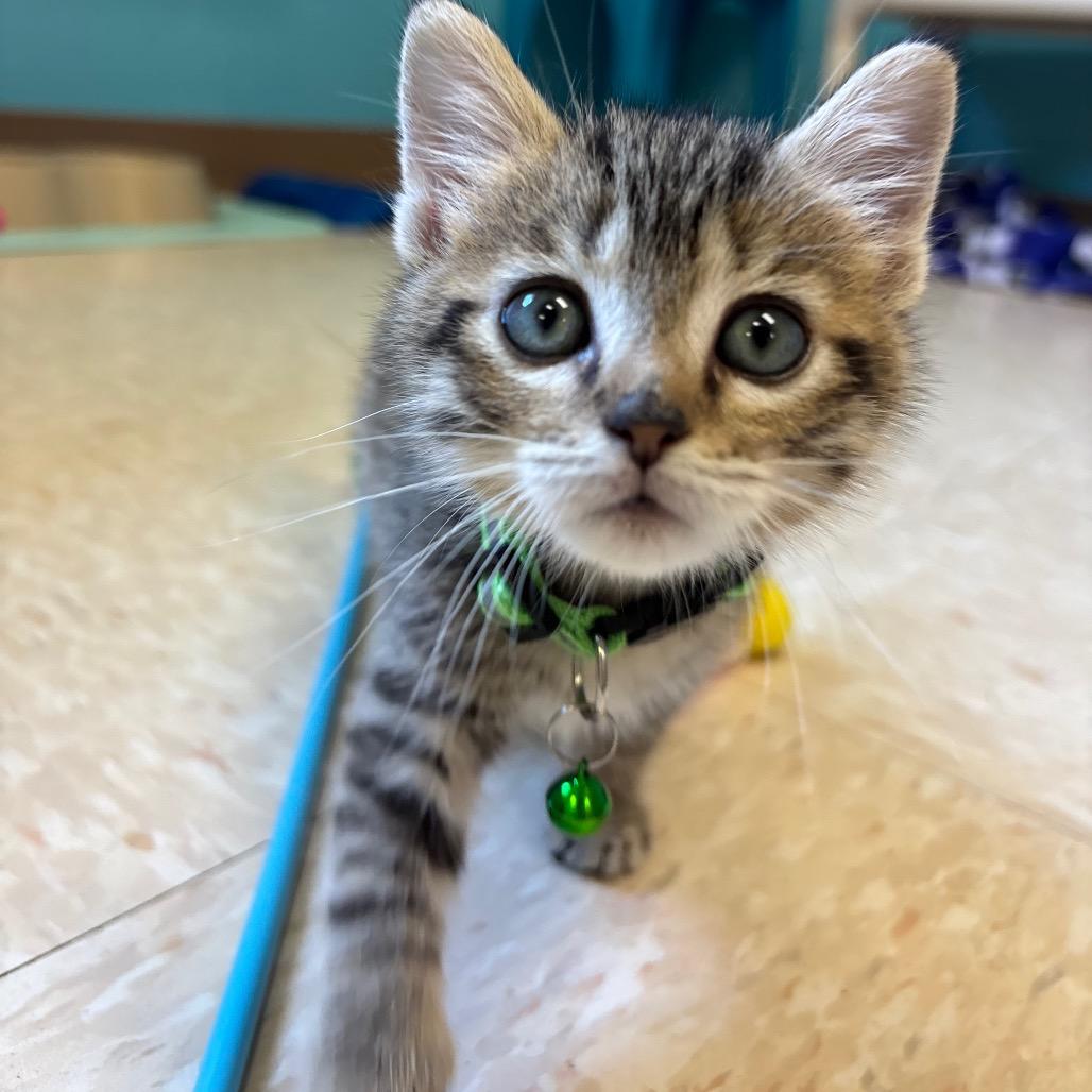 Enlarge Rico Suave, a Adoptable Domestic Short Hair in Roxboro, NC image 3/5