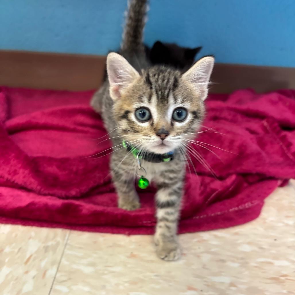Enlarge Rico Suave, a Adoptable Domestic Short Hair in Roxboro, NC image 4/5