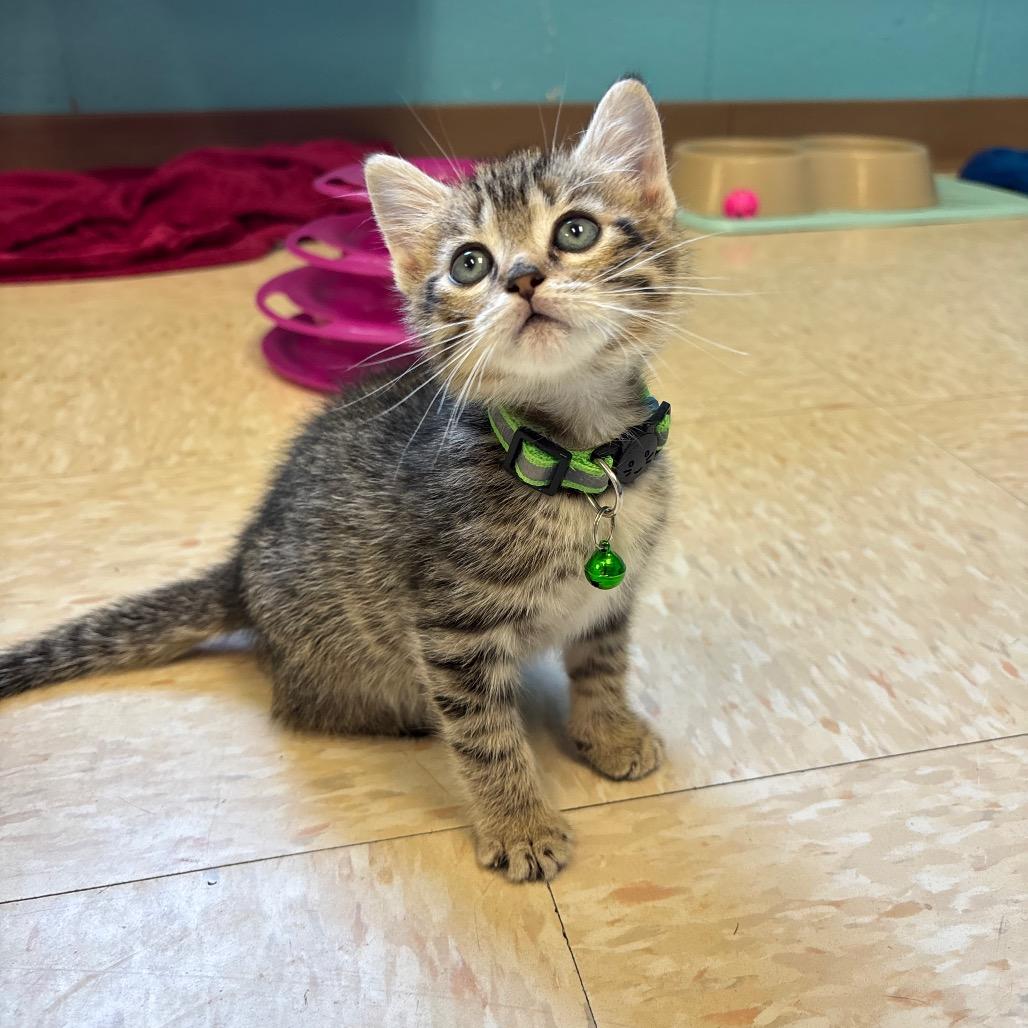 Enlarge Rico Suave, a Adoptable Domestic Short Hair in Roxboro, NC image 5/5