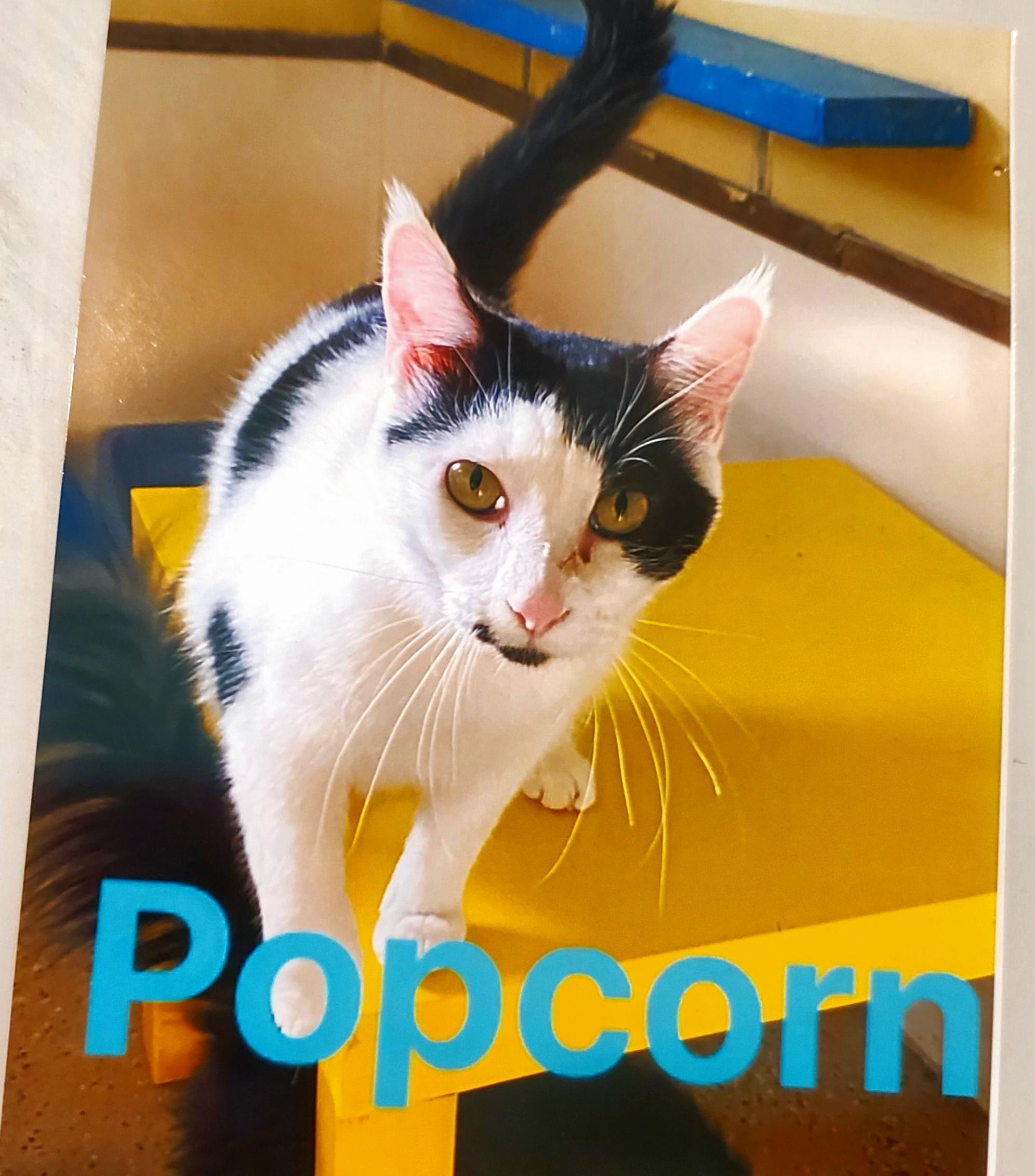 Popcorn, Adoptable, Adult Male Domestic Short Hair.