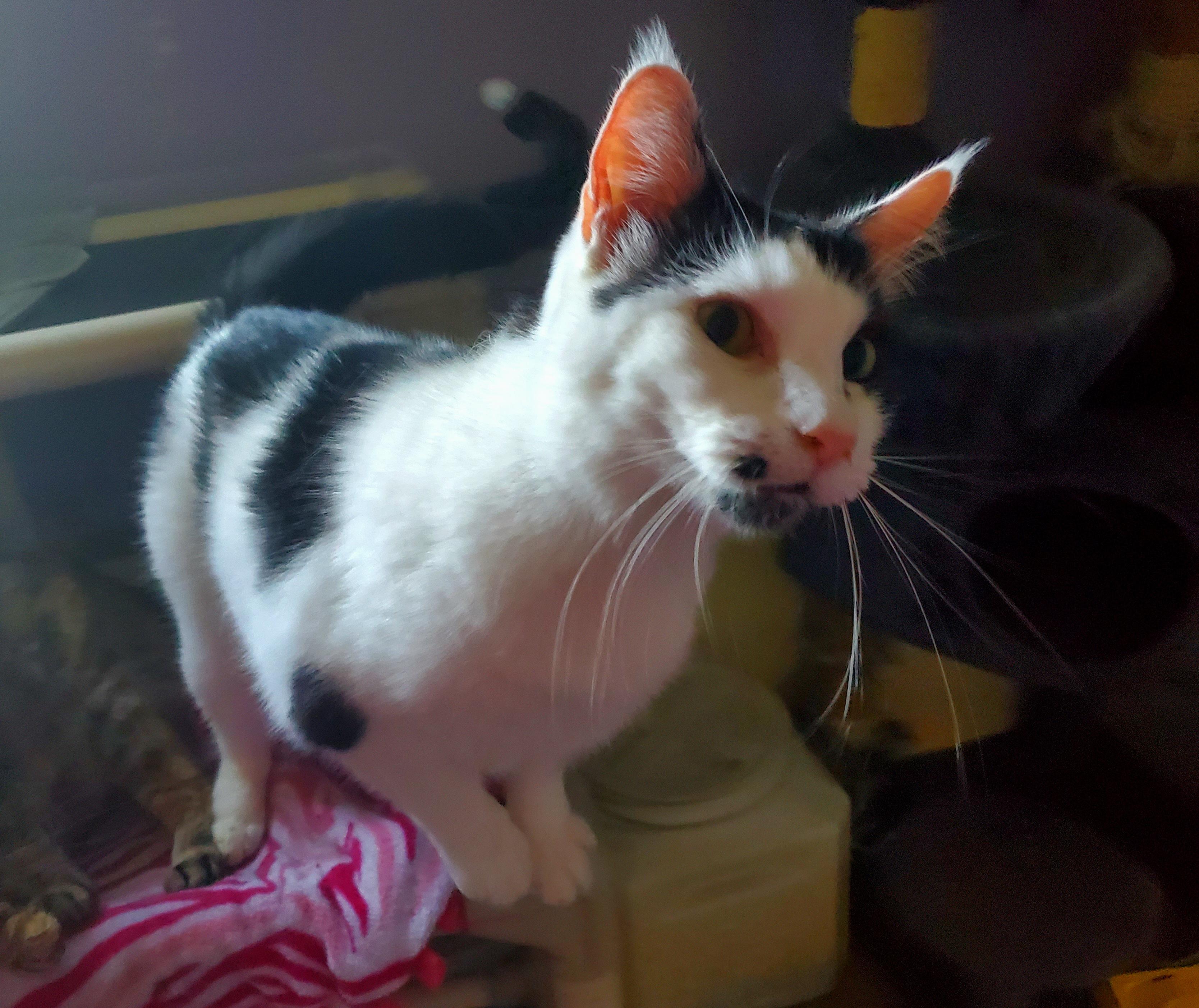 Enlarge Popcorn, a Adoptable Domestic Short Hair in Springfield, IL image 4/6