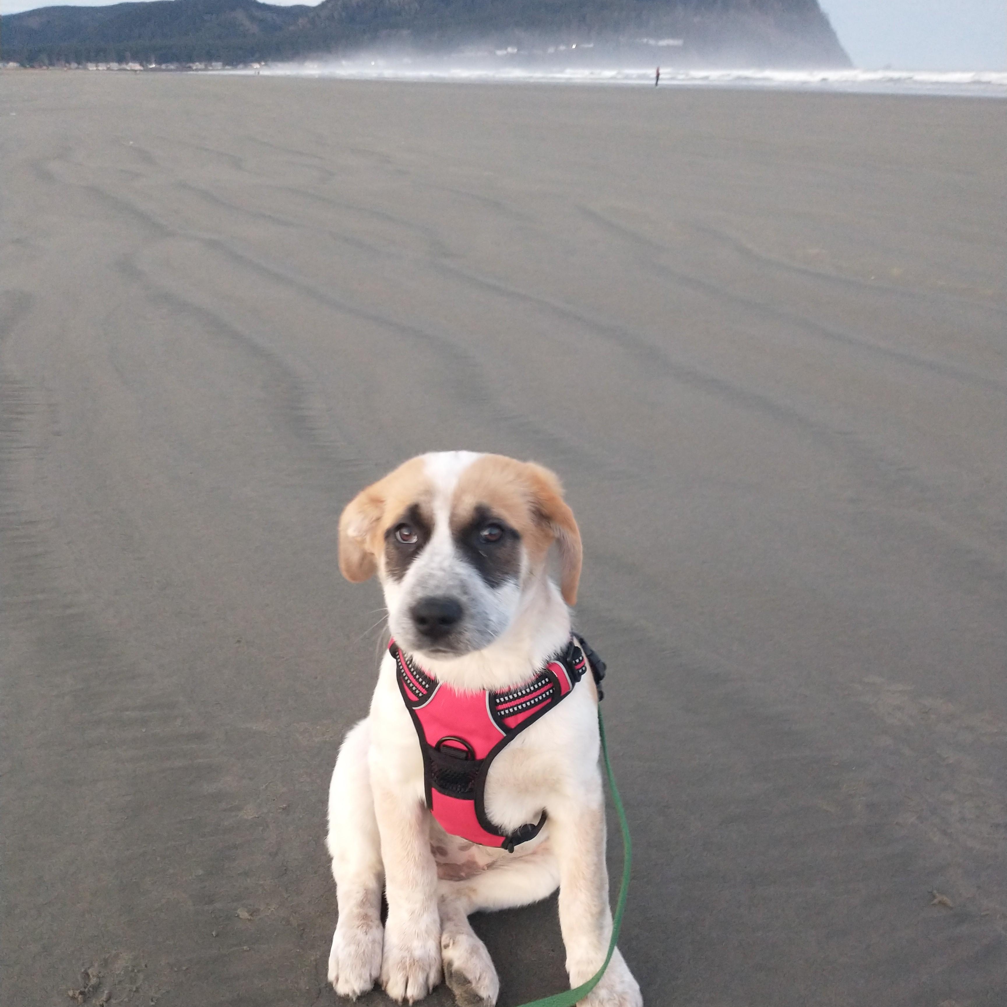 Enlarge Panda, a Adoptable mixed breed in Tacoma, WA image 1/5