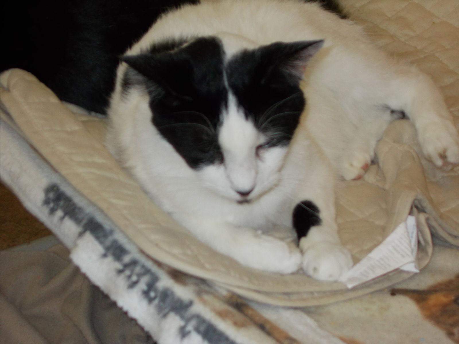 Romeo, a Adoptable American Shorthair in Naples, FL image 2/6