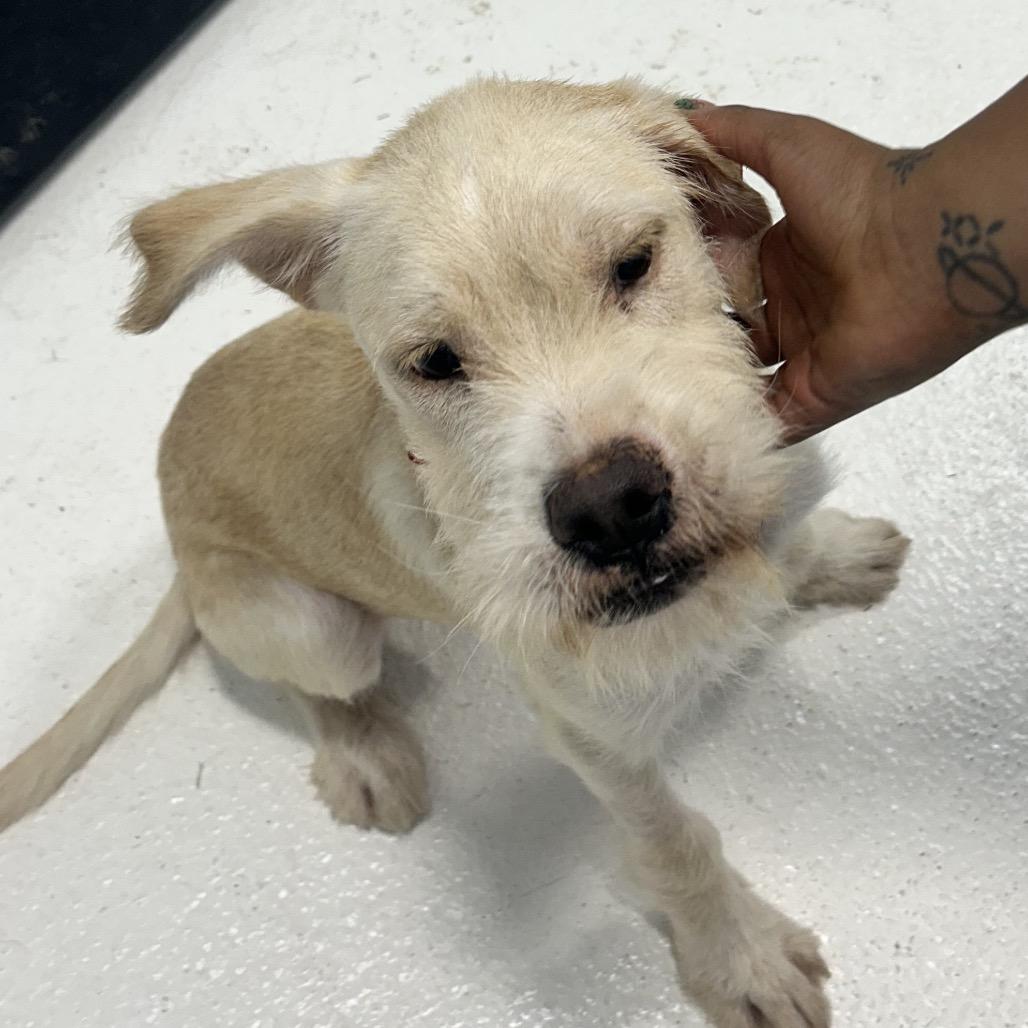 Enlarge Sonny A2290468, a Adoptable mixed breed in Middletown, NY image 2/6