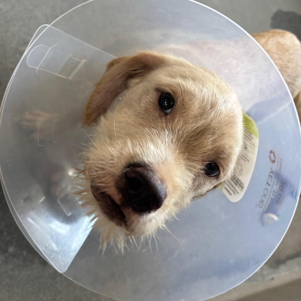 Enlarge Sonny A2290468, a Adoptable mixed breed in Middletown, NY image 3/6