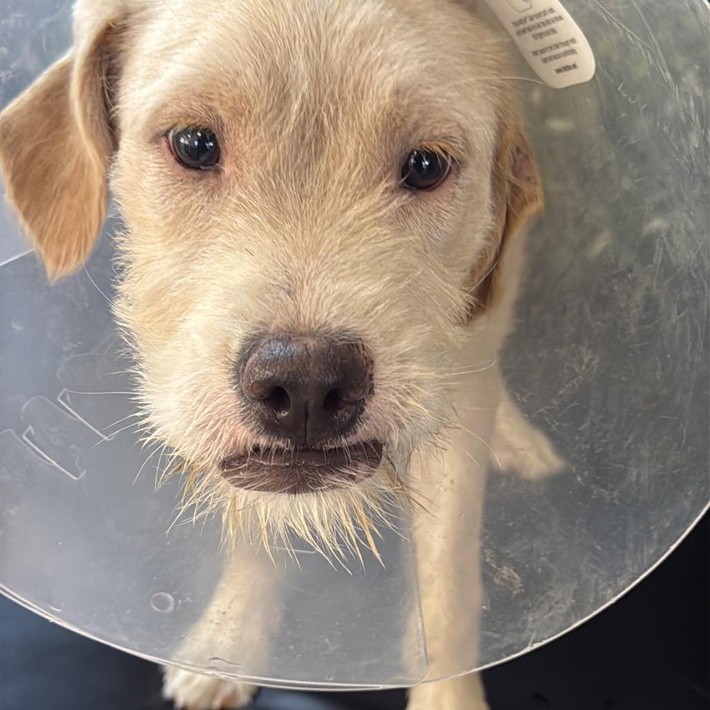 Enlarge Sonny A2290468, a Adoptable mixed breed in Middletown, NY image 4/6